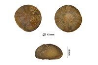 Discoïdes decoratus